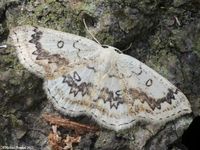 Image oder Bild f&uuml;r Cyclophora annulata, Europ&auml;ische Nachtfaltern&auml;chte, Mottenn&auml;chte, EMN 2008