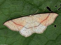 Image oder Bild f&uuml;r Cyclophora punctaria, Nachtfaltern&auml;chte, Mottenn&auml;chte, EMN 2012