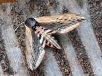 Image oder Bild f&uuml;r Sphinx ligustri, Europ&auml;ische Nachtfaltern&auml;chte, Mottenn&auml;chte, EMN 2013