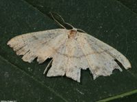 Image oder Bild f&uuml;r Cyclophora punctaria, Europ&auml;ische Nachtfaltern&auml;chte, Mottenn&auml;chte, EMN 2017