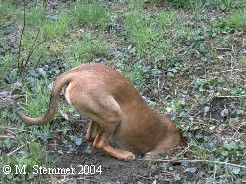 Foto Leila, Bayrischer Gebirgsschweisshund, Bayrische Brake