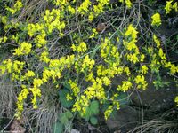 Image oder Bild f&uuml;r Genista pilosa, Behaarter Ginster, Familie Fabaceae, Schmetterlingsbl&uuml;tler, H&uuml;lsenfr&uuml;chtler