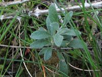 Image oder Bild f&uuml;r Alyssum montanum, Berg-Steinkraut, Brassicaceae, Kreuzbl&uuml;tler