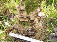 Image oder Bild von Bjerkandera adusta, Angebrannter Rauchporling, Fungi, Pilze