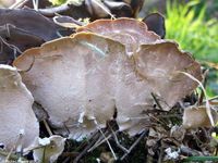 Image oder Bild von Bjerkandera adusta, Angebrannter Rauchporling, Fungi, Pilze