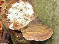 Image oder Bild von Fomes fomentarius, Zunderschwamm, Fungi, Pilze