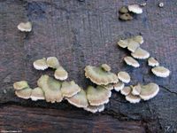 Image oder Bild von Schizophyllum commune, Gemeiner Spaltbl&auml;ttling, Baumpilz, Fungi, Pilze