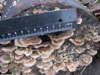 Image oder Bild von Trametes versicolor, Schmetterlingstramete, Baumpilz, Fungi, Pilze