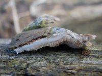 Image oder Bild von Trametes versicolor, Schmetterlingstramete, Baumpilz, Fungi, Pilze