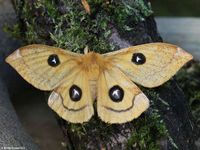 Image oder Bild f&uuml;r Aglia tau, Nagelfleck, Familie Pfauenspinner, Saturniidae, Falter, Nachtfalter, Imago