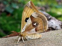 Image oder Bild f&uuml;r Aglia tau, Nagelfleck, Familie Pfauenspinner, Saturniidae, Falter, Nachtfalter, Imago