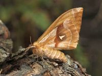 Image oder Bild f&uuml;r Aglia tau, Nagelfleck, Familie Pfauenspinner, Saturniidae, Falter, Nachtfalter, Imago