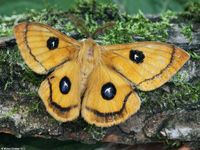 Image oder Bild f&uuml;r Aglia tau, Nagelfleck, Familie Pfauenspinner, Saturniidae, Falter, Nachtfalter, Imago