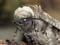 Image oder Bild f&uuml;r Cossus cossus, Weidenbohrer, Familie Holzbohrer, Cossidae, Falter, Nachtfalter, Imago