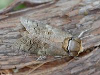 Image oder Bild f&uuml;r Cossus cossus, Weidenbohrer, Familie Holzbohrer, Cossidae, Falter, Nachtfalter, Imago