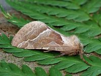 Image oder Bild von Triodia sylvina, Familie Wurzelbohrer, Hepialidae, Falter, Nachtfalter, Imago