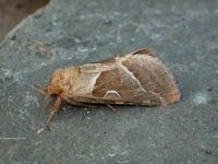 Image oder Bild von Triodia sylvina, Familie Wurzelbohrer, Hepialidae, Falter, Nachtfalter, Imago