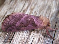 Image oder Bild von Triodia sylvina, Familie Wurzelbohrer, Hepialidae, Falter, Nachtfalter, Imago