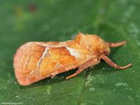 Image oder Bild von Triodia sylvina, Familie Wurzelbohrer, Hepialidae, Falter, Nachtfalter, Imago