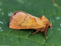 Image oder Bild von Triodia sylvina, Familie Wurzelbohrer, Hepialidae, Falter, Nachtfalter, Imago