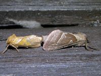 Image oder Bild von Triodia sylvina, Familie Wurzelbohrer, Hepialidae, Falter, Nachtfalter, Imago