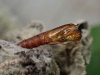 Image oder Foto f&uuml;r Acleris schalleriana, Familie Wickler, Tortricidae, Tortricini, Kleinschmetterling, Mikro, Exuvie