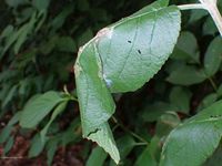 Image oder Foto f&uuml;r Acleris schalleriana, Familie Wickler, Tortricidae, Tortricini, Kleinschmetterling, Mikro, Raupe, Larve