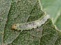 Image oder Foto f&uuml;r Acleris schalleriana, Familie Wickler, Tortricidae, Tortricini, Kleinschmetterling, Mikro, Raupe, Larve