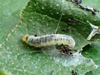 Image oder Foto f&uuml;r Acleris schalleriana, Familie Wickler, Tortricidae, Tortricini, Kleinschmetterling, Mikro, Raupe, Larve