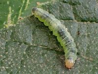 Image oder Foto f&uuml;r Acleris schalleriana, Familie Wickler, Tortricidae, Tortricini, Kleinschmetterling, Mikro, Raupe, Larve