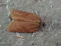 Image oder Foto f&uuml;r Acleris schalleriana, Familie Wickler, Tortricidae, Tortricini, Kleinschmetterling, Mikro, Falter, Imago