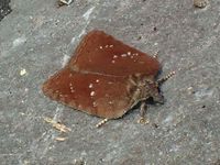 Image oder Foto f&uuml;r Acleris schalleriana, Familie Wickler, Tortricidae, Tortricini, Kleinschmetterling, Mikro, Falter, Imago