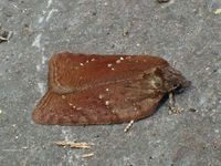 Image oder Foto f&uuml;r Acleris schalleriana, Familie Wickler, Tortricidae, Tortricini, Kleinschmetterling, Mikro, Falter, Imago