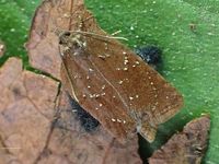 Image oder Foto f&uuml;r Acleris schalleriana, Familie Wickler, Tortricidae, Tortricini, Kleinschmetterling, Mikro, Falter, Imago