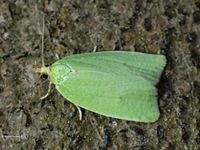 Image oder Foto f&uuml;r Tortrix viridana, Eichenwickler, Familie Wickler, Tortricidae, Tortricini, Kleinschmetterling, Mikro, Falter, Imago