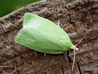 Image oder Foto f&uuml;r Tortrix viridana, Eichenwickler, Familie Wickler, Tortricidae, Tortricini, Kleinschmetterling, Mikro, Falter, Imago