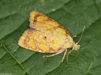 Image oder Foto f&uuml;r Acleris bergmanniana, Familie Wickler, Tortricidae, Tortricini, Kleinschmetterling, Mikro, Falter, Imago