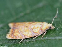 Image oder Foto f&uuml;r Acleris bergmanniana, Familie Wickler, Tortricidae, Tortricini, Kleinschmetterling, Mikro, Falter, Imago