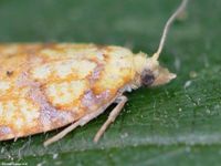 Image oder Foto f&uuml;r Acleris bergmanniana, Familie Wickler, Tortricidae, Tortricini, Kleinschmetterling, Mikro, Falter, Imago