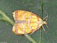 Image oder Foto f&uuml;r Acleris bergmanniana, Familie Wickler, Tortricidae, Tortricini, Kleinschmetterling, Mikro, Falter, Imago