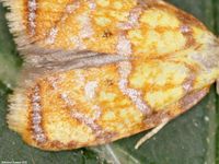 Image oder Foto f&uuml;r Acleris bergmanniana, Familie Wickler, Tortricidae, Tortricini, Kleinschmetterling, Mikro, Falter, Imago