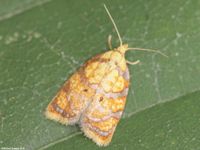 Image oder Foto f&uuml;r Acleris bergmanniana, Familie Wickler, Tortricidae, Tortricini, Kleinschmetterling, Mikro, Falter, Imago