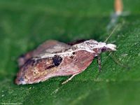 Image oder Foto f&uuml;r Acleris cristana, Familie Wickler, Tortricidae, Tortricini, Kleinschmetterling, Mikro, Falter, Imago