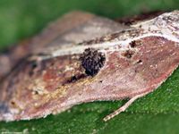 Image oder Foto f&uuml;r Acleris cristana, Familie Wickler, Tortricidae, Tortricini, Kleinschmetterling, Mikro, Falter, Imago