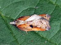 Image oder Foto f&uuml;r Acleris cristana, Familie Wickler, Tortricidae, Tortricini, Kleinschmetterling, Mikro, Falter, Imago