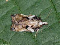 Image oder Foto f&uuml;r Acleris cristana, Familie Wickler, Tortricidae, Tortricini, Kleinschmetterling, Mikro, Falter, Imago