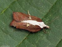 Image oder Foto f&uuml;r Acleris cristana, Familie Wickler, Tortricidae, Tortricini, Kleinschmetterling, Mikro, Falter, Imago