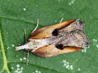 Image oder Foto f&uuml;r Acleris cristana, Familie Wickler, Tortricidae, Tortricini, Kleinschmetterling, Mikro, Falter, Imago