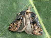 Image oder Foto f&uuml;r Acleris cristana, Familie Wickler, Tortricidae, Tortricini, Kleinschmetterling, Mikro, Falter, Imago