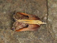 Image oder Foto f&uuml;r Acleris cristana, Familie Wickler, Tortricidae, Tortricini, Kleinschmetterling, Mikro, Falter, Imago